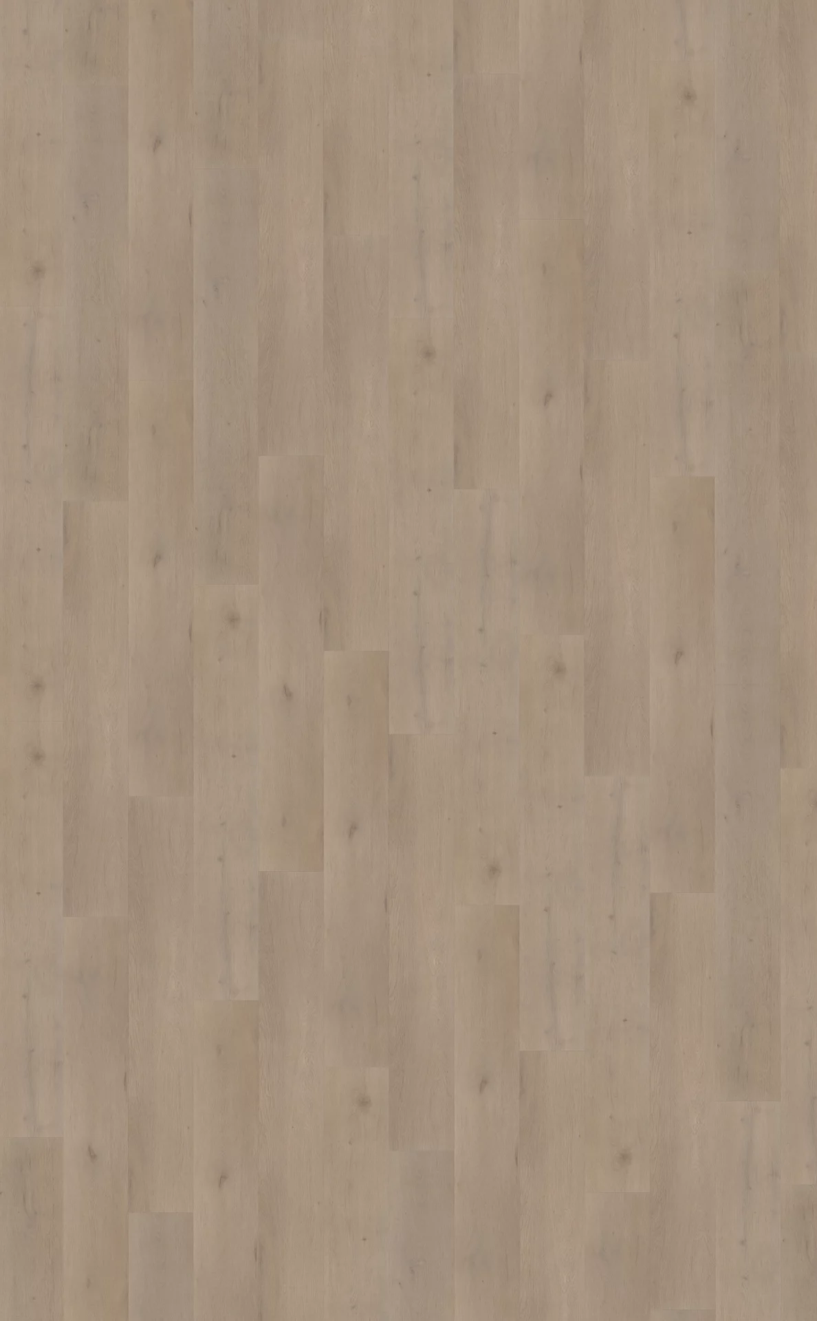 Belakos Attico 830 Plank XL Dryback