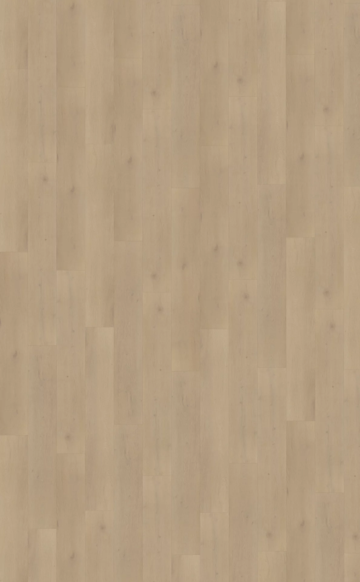 Belakos Palazzo 770 Plank XL Dryback